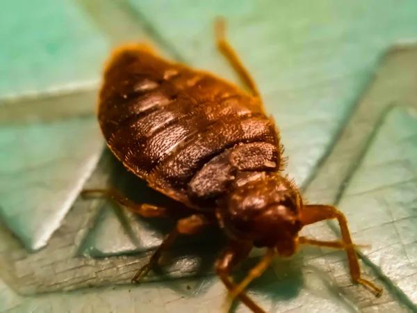 Professional Bed Bug Removal in London: What to Expect